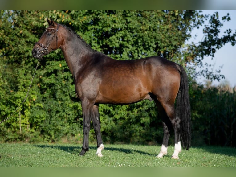 German Sport Horse Gelding 9 years 17 hh Bay-Dark in Abstatt