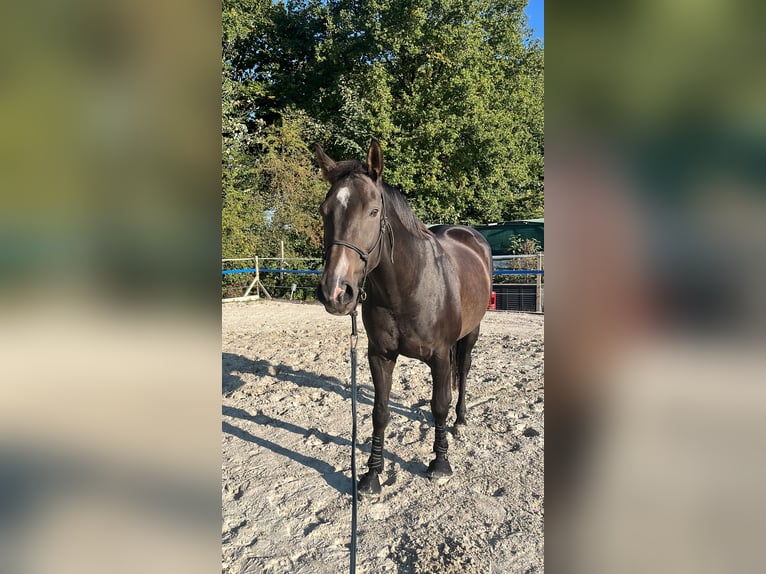 German Sport Horse Gelding 9 years 17 hh Bay-Dark in Norderstedt