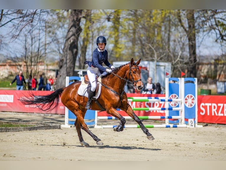German Sport Horse Gelding 9 years 17 hh Bay in Kwiatów