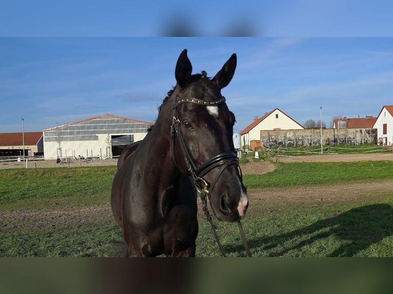German Sport Horse Gelding 9 years 17 hh Black in Trebbin