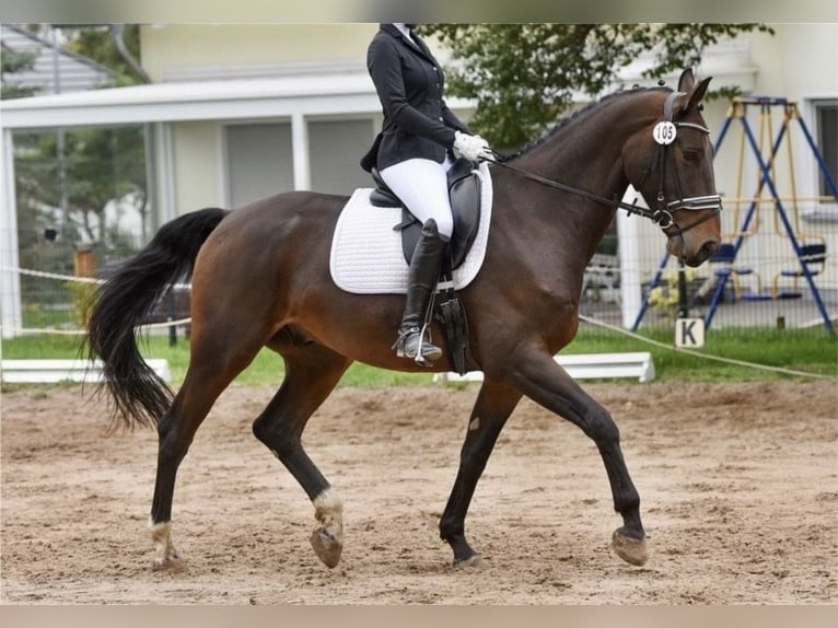 German Sport Horse Gelding 9 years 17 hh Brown in Weimar