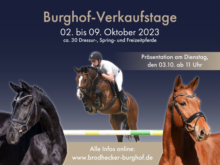 German Sport Horse Gelding 9 years 17 hh Brown in Riedstadt