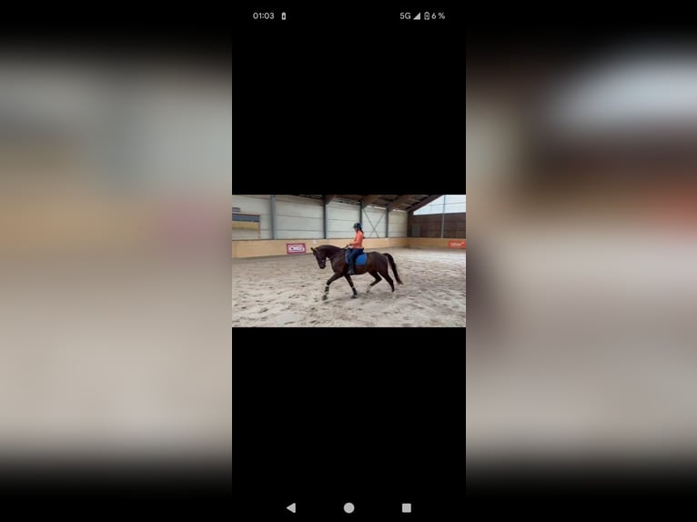 German Sport Horse Gelding 9 years 17 hh Chestnut in Luxembourg