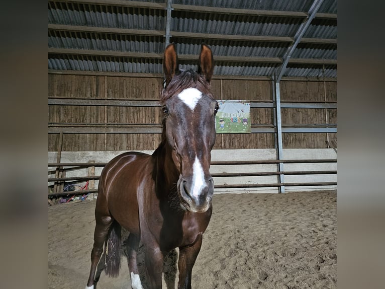 German Sport Horse Gelding 9 years 17 hh Chestnut in Luxembourg