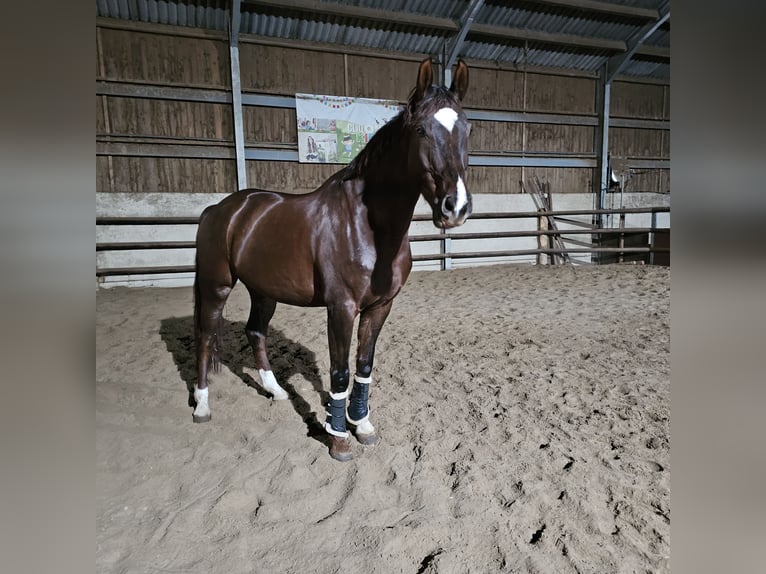 German Sport Horse Gelding 9 years 17 hh Chestnut in Luxembourg