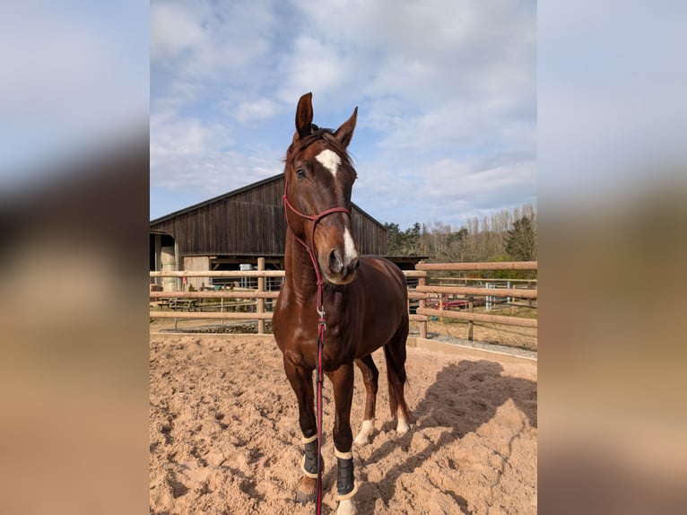 German Sport Horse Gelding 9 years 17 hh Chestnut in Luxembourg