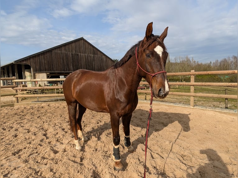 German Sport Horse Gelding 9 years 17 hh Chestnut in Luxembourg