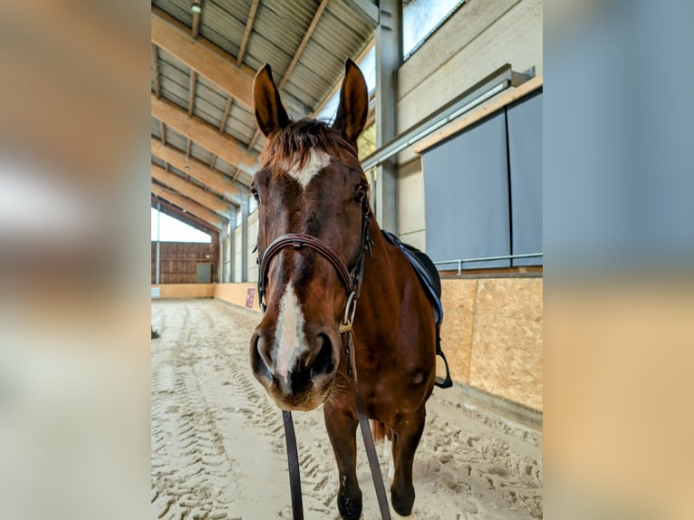 German Sport Horse Gelding 9 years 17 hh Chestnut in Luxembourg