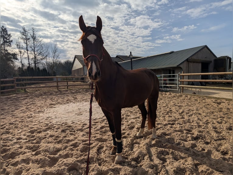 German Sport Horse Gelding 9 years 17 hh Chestnut in Luxembourg