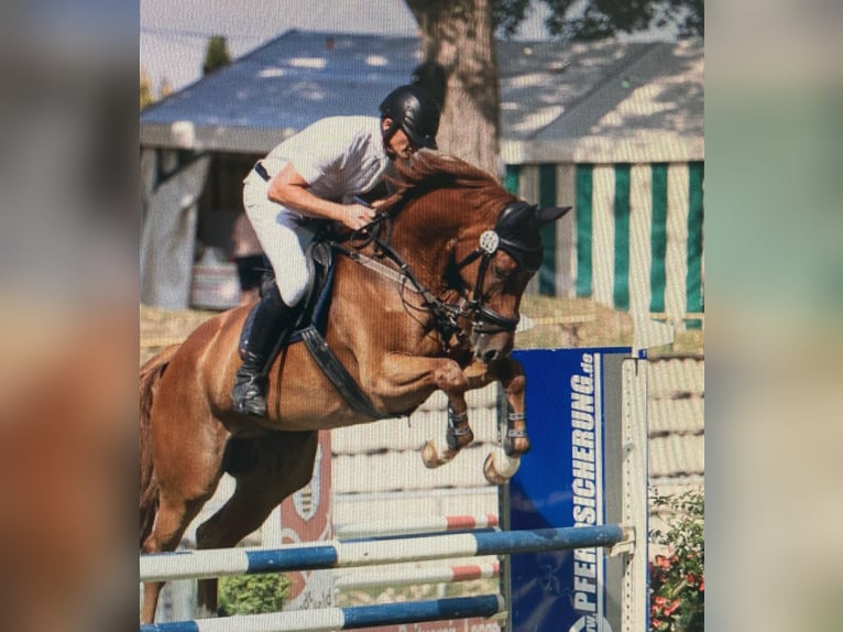 German Sport Horse Gelding 9 years 17 hh Chestnut-Red in Eich