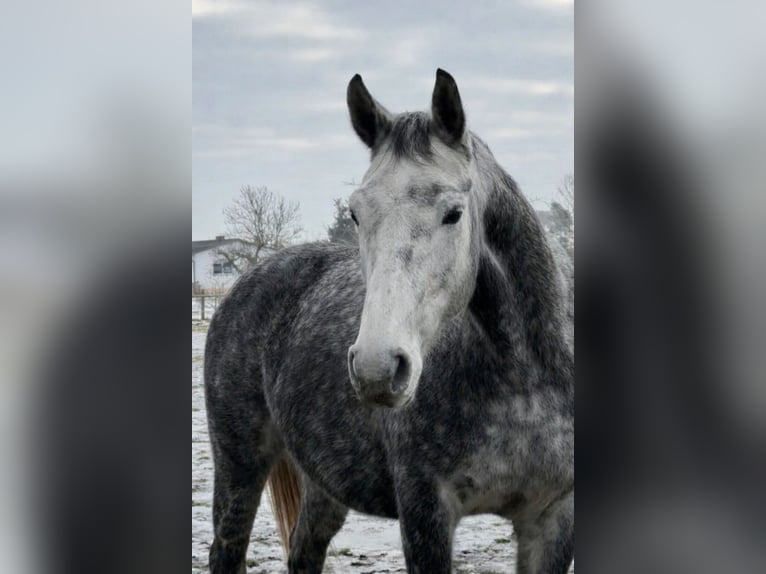 German Sport Horse Gelding 9 years 17 hh Grey-Dapple in Milower Land