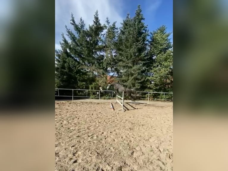 German Sport Horse Gelding 9 years 17 hh Grey-Dapple in Milower Land