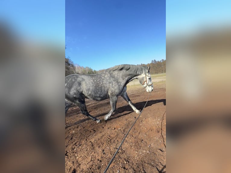 German Sport Horse Gelding 9 years 17 hh Grey-Dapple in Milower Land
