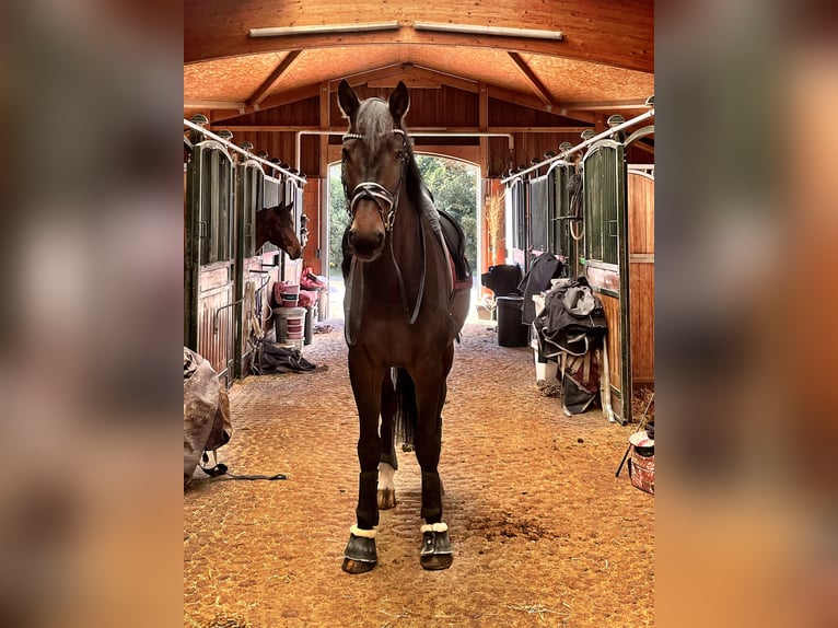 German Sport Horse Gelding 9 years 17,1 hh Brown in Reichertshofen