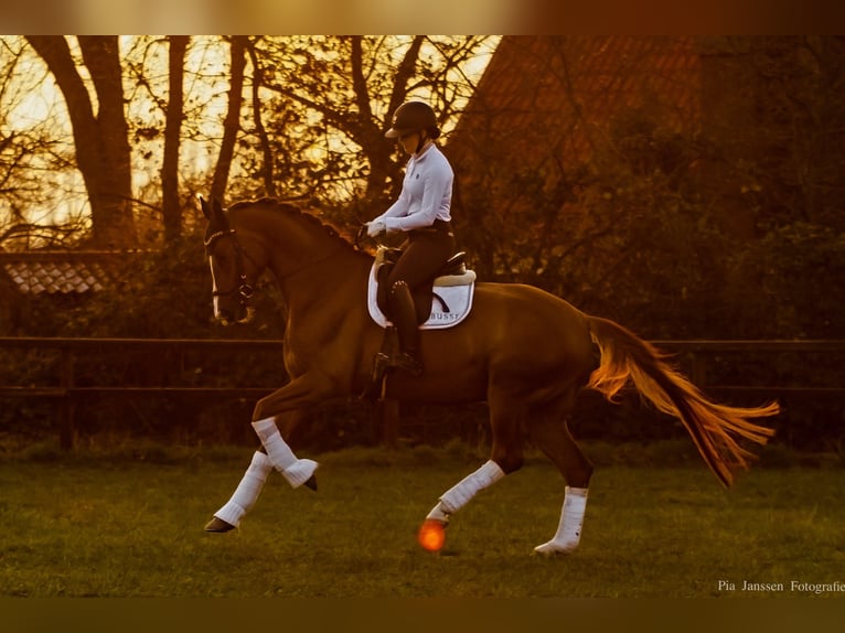 German Sport Horse Gelding 9 years 17,1 hh Chestnut-Red in Wrist