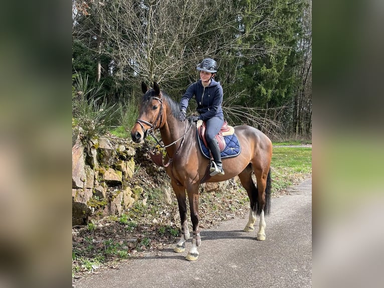 German Sport Horse Gelding 9 years in Murg