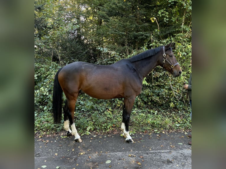 German Sport Horse Gelding 9 years in Murg