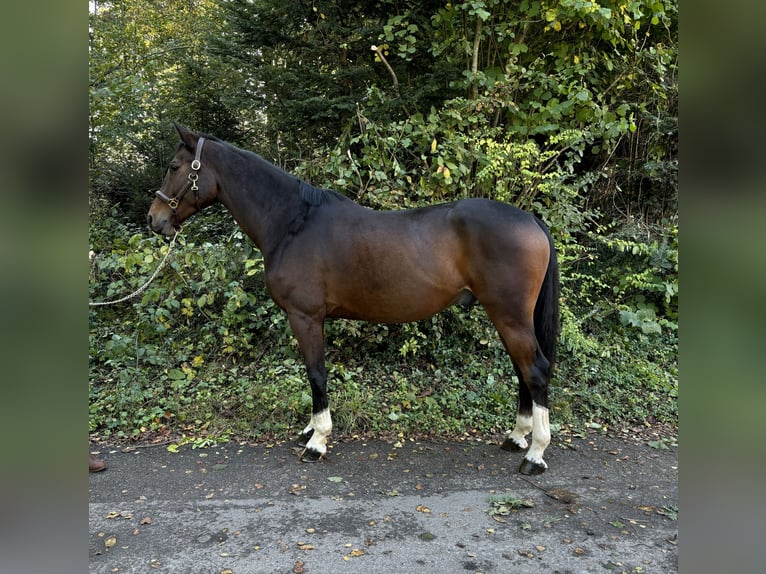 German Sport Horse Gelding 9 years in Murg