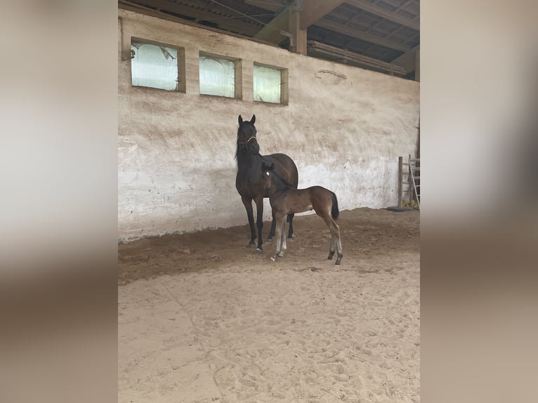 German Sport Horse Gelding Foal (04/2026) 17 hh Brown in Scheßlitz