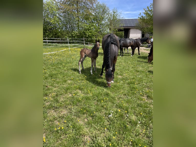 German Sport Horse Gelding Foal (04/2026) 17 hh Brown in Scheßlitz