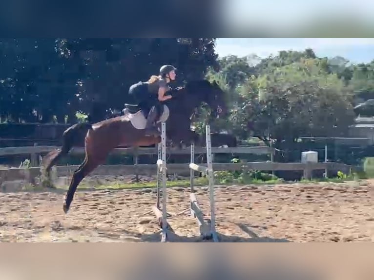 German Sport Horse Mare 10 years 15.2 hh Bay-Dark in Neustadt Dosse