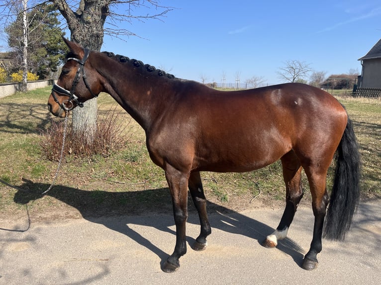 German Sport Horse Mare 10 years 15.2 hh Brown in Glaubitz