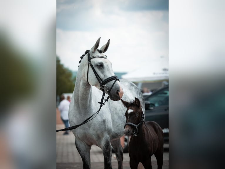 German Sport Horse Mare 10 years 15.2 hh Grey in Siegen