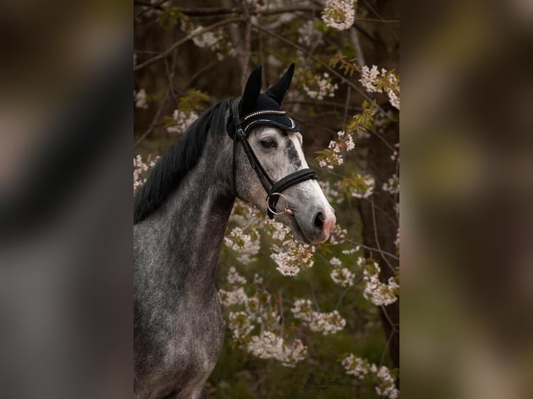 German Sport Horse Mare 10 years 15.2 hh Grey in Siegen
