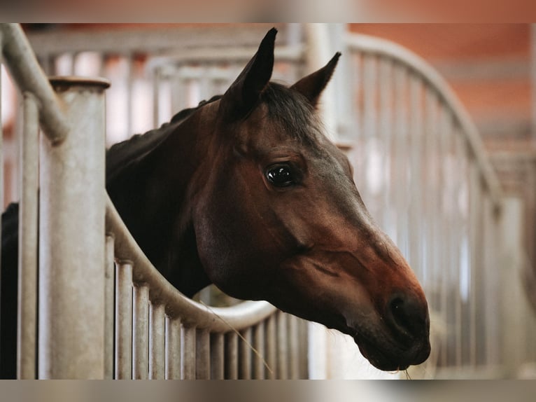 German Sport Horse Mare 10 years 15.3 hh Bay-Dark in Karben