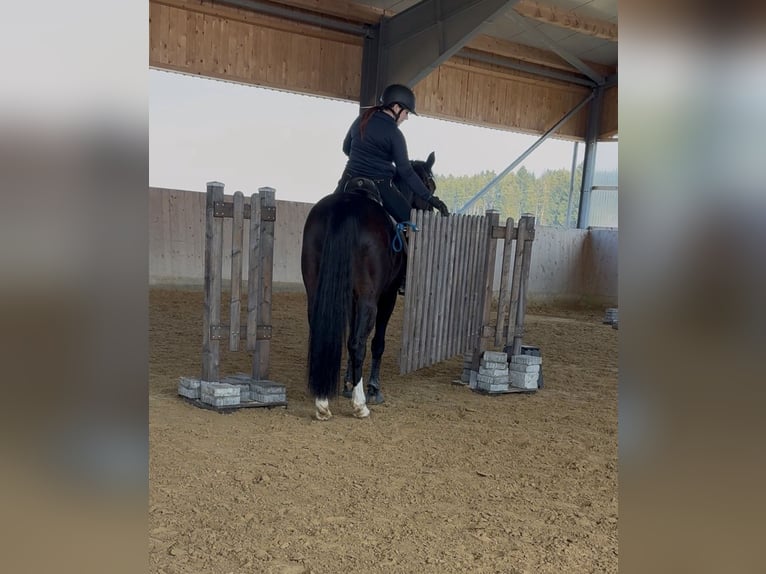 German Sport Horse Mare 10 years 15,2 hh Bay-Dark in Westerheim