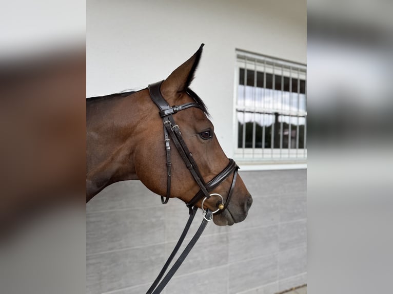 German Sport Horse Mare 10 years 15,2 hh Bay-Dark in Winnenden