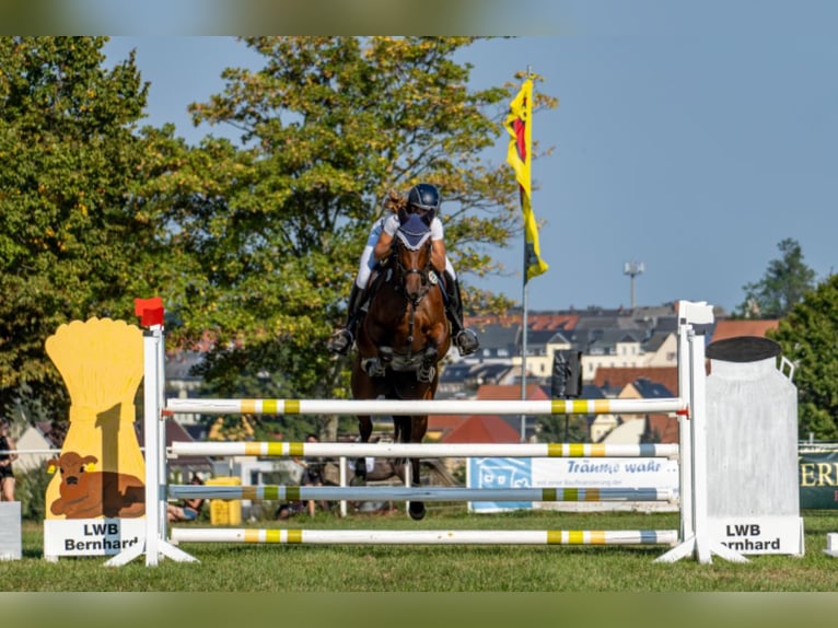 German Sport Horse Mare 10 years 15,2 hh Brown in Glaubitz