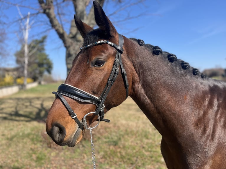 German Sport Horse Mare 10 years 15,2 hh Brown in Glaubitz