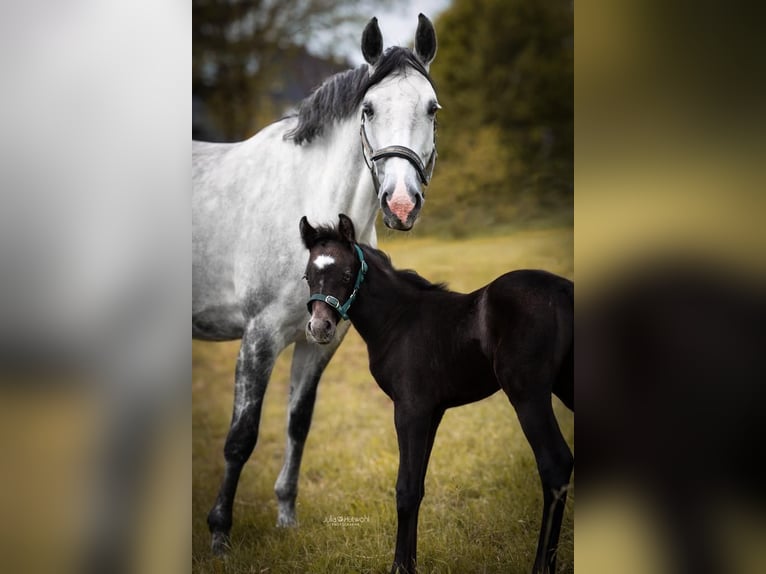 German Sport Horse Mare 10 years 15,2 hh Grey in Siegen