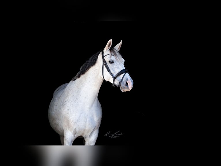 German Sport Horse Mare 10 years 15,2 hh Grey in Klotzsche