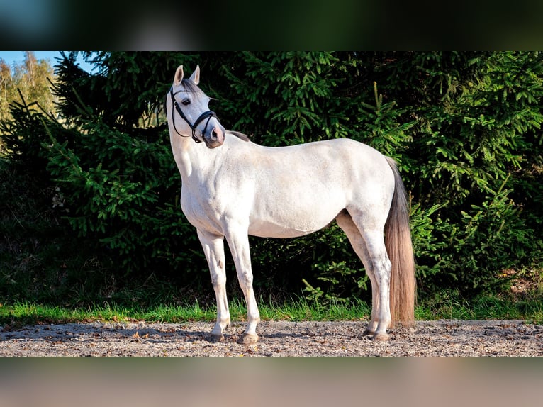 German Sport Horse Mare 10 years 15,2 hh Grey in Klotzsche