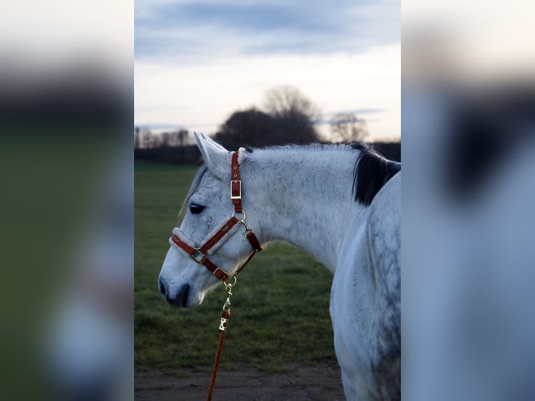 German Sport Horse Mare 10 years 15,2 hh Grey in Klotzsche