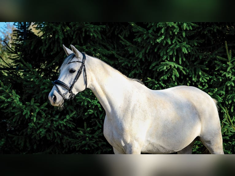 German Sport Horse Mare 10 years 15,2 hh Grey in Klotzsche