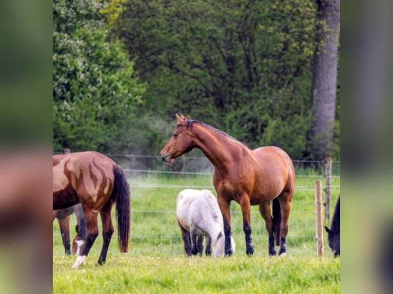 German Sport Horse Mare 10 years 15,3 hh Brown in Oppin