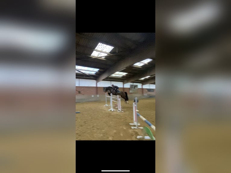German Sport Horse Mare 10 years 16.1 hh Bay-Dark in Essen