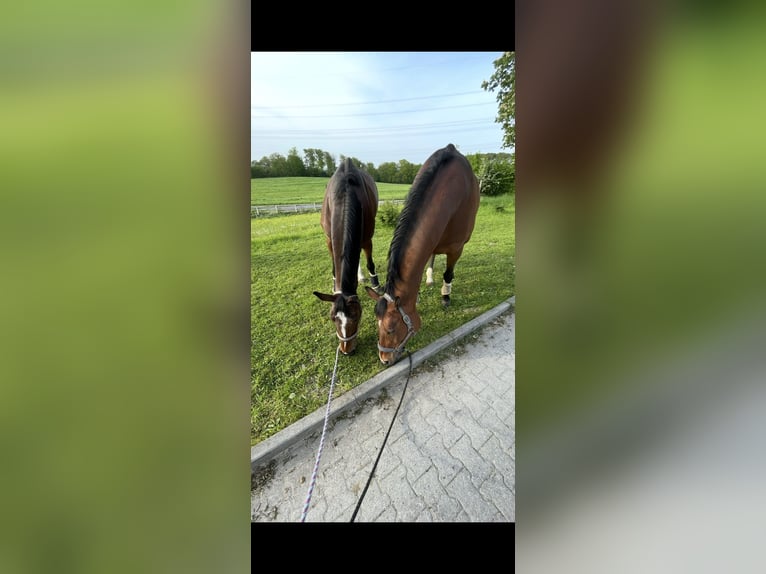 German Sport Horse Mare 10 years 16.1 hh Bay-Dark in Essen