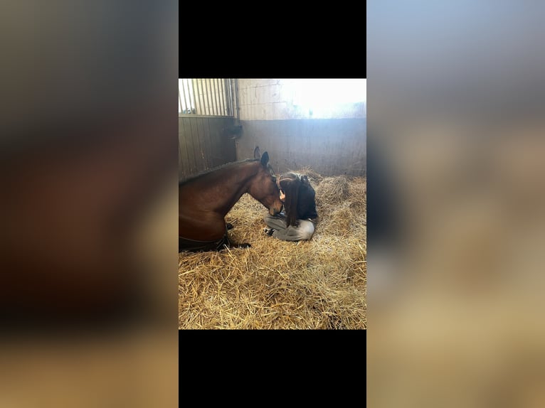 German Sport Horse Mare 10 years 16.1 hh Bay-Dark in Essen