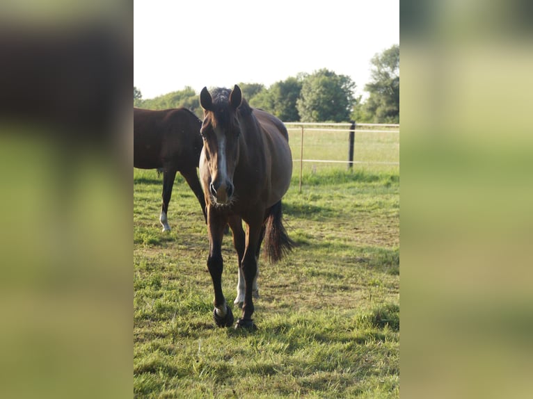 German Sport Horse Mare 10 years 16.1 hh Brown in Kemberg