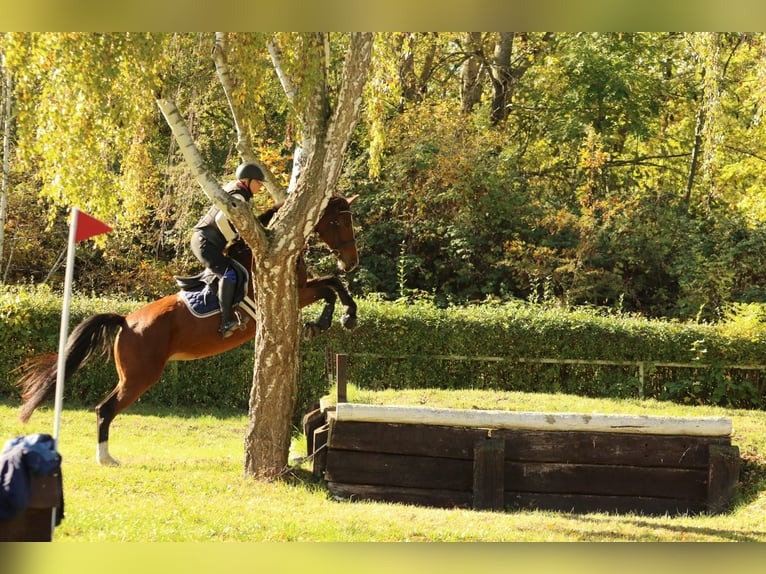 German Sport Horse Mare 10 years 16.1 hh Brown in Kemberg