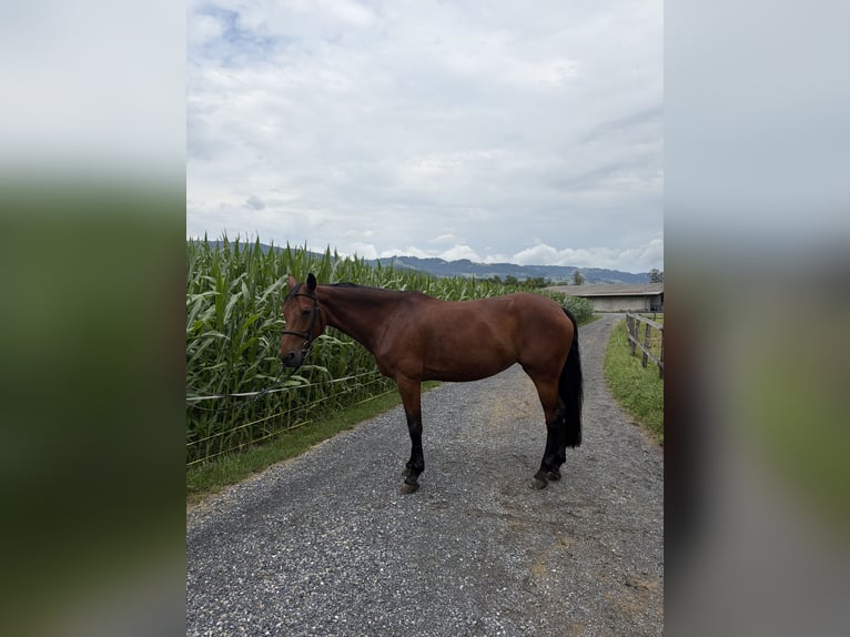 German Sport Horse Mare 10 years 16.1 hh Brown in Oberriet SG