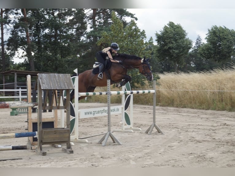 German Sport Horse Mare 10 years 16.1 hh Brown in Magdeburg