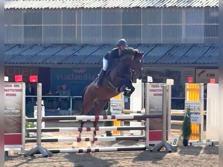German Sport Horse Mare 10 years 16.1 hh Brown in Mertingen