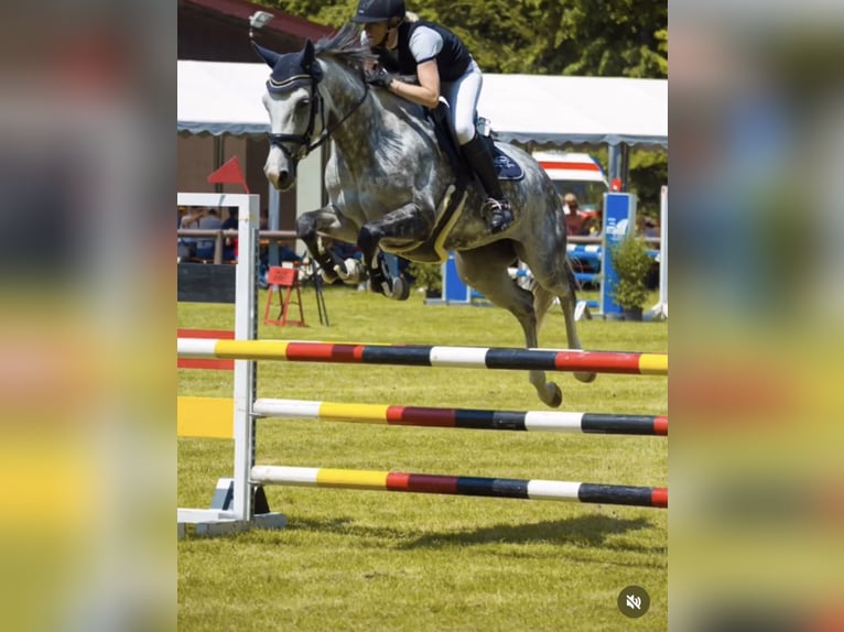 German Sport Horse Mare 10 years 16.1 hh Grey-Fleabitten in Neuensteinnstein