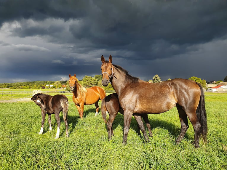 German Sport Horse Mare 10 years 16,2 hh Bay-Dark in Schildow