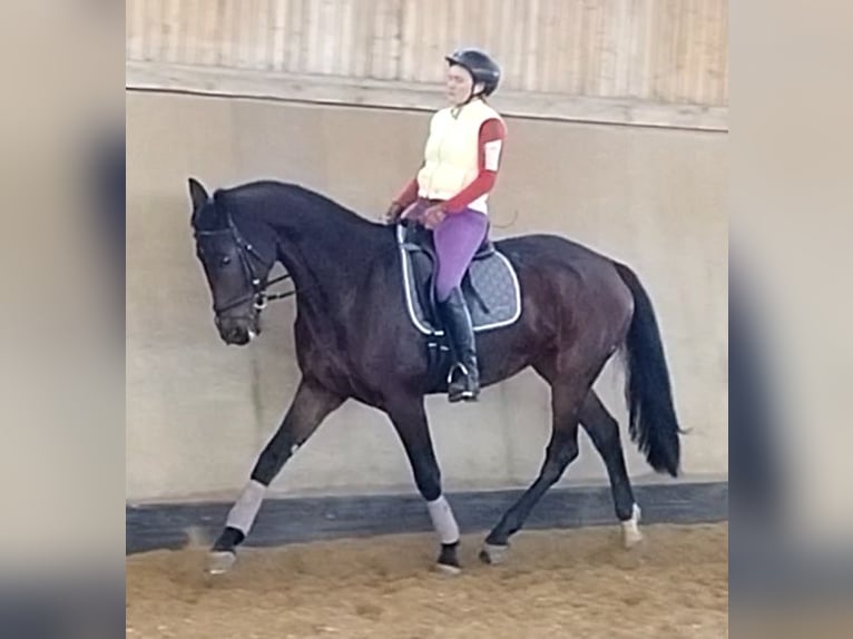 German Sport Horse Mare 10 years 16.2 hh Bay-Dark in Weißenburg in Bayern